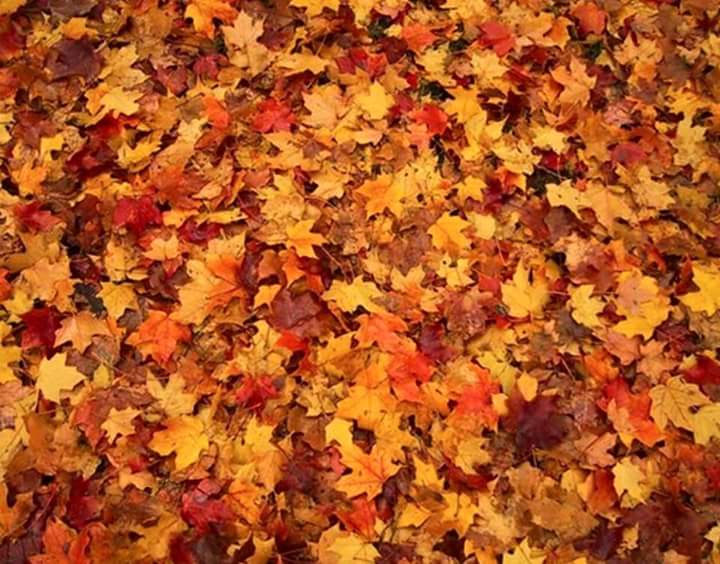 How to Care for Your Lawn During the Fall